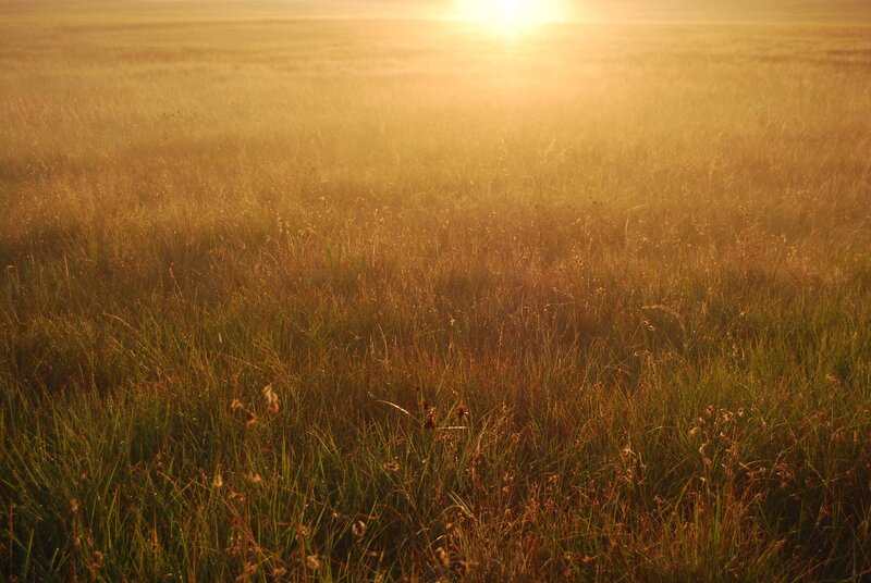 Golden Grass Field — Gold, Serene, Sunset, Photograph, Sun