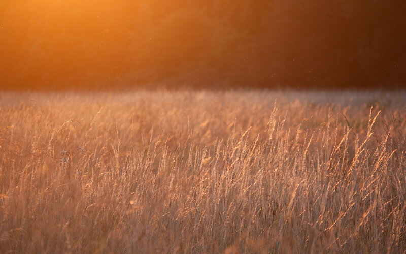 Golden Grass Field — Gold, Serene, Sunset