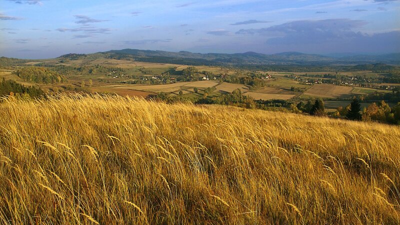 Golden Grass Field — Gold, Serene