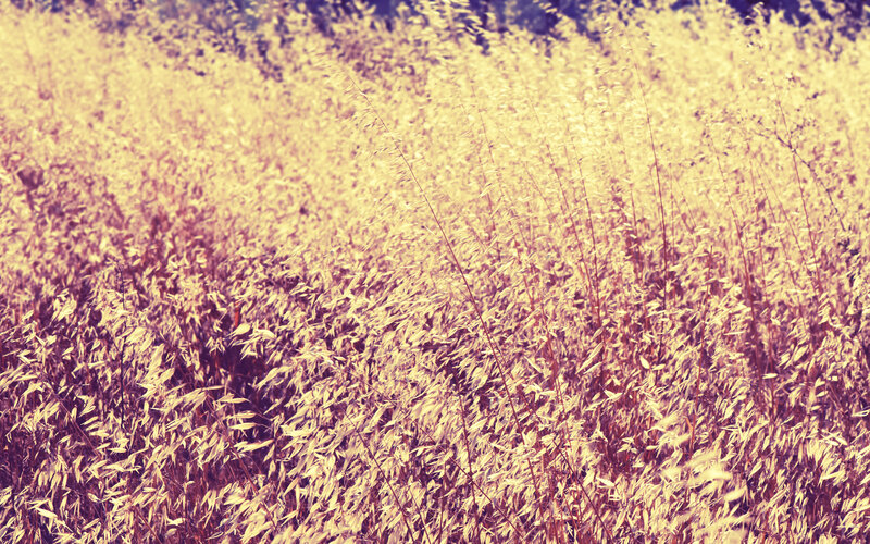 golden grass field