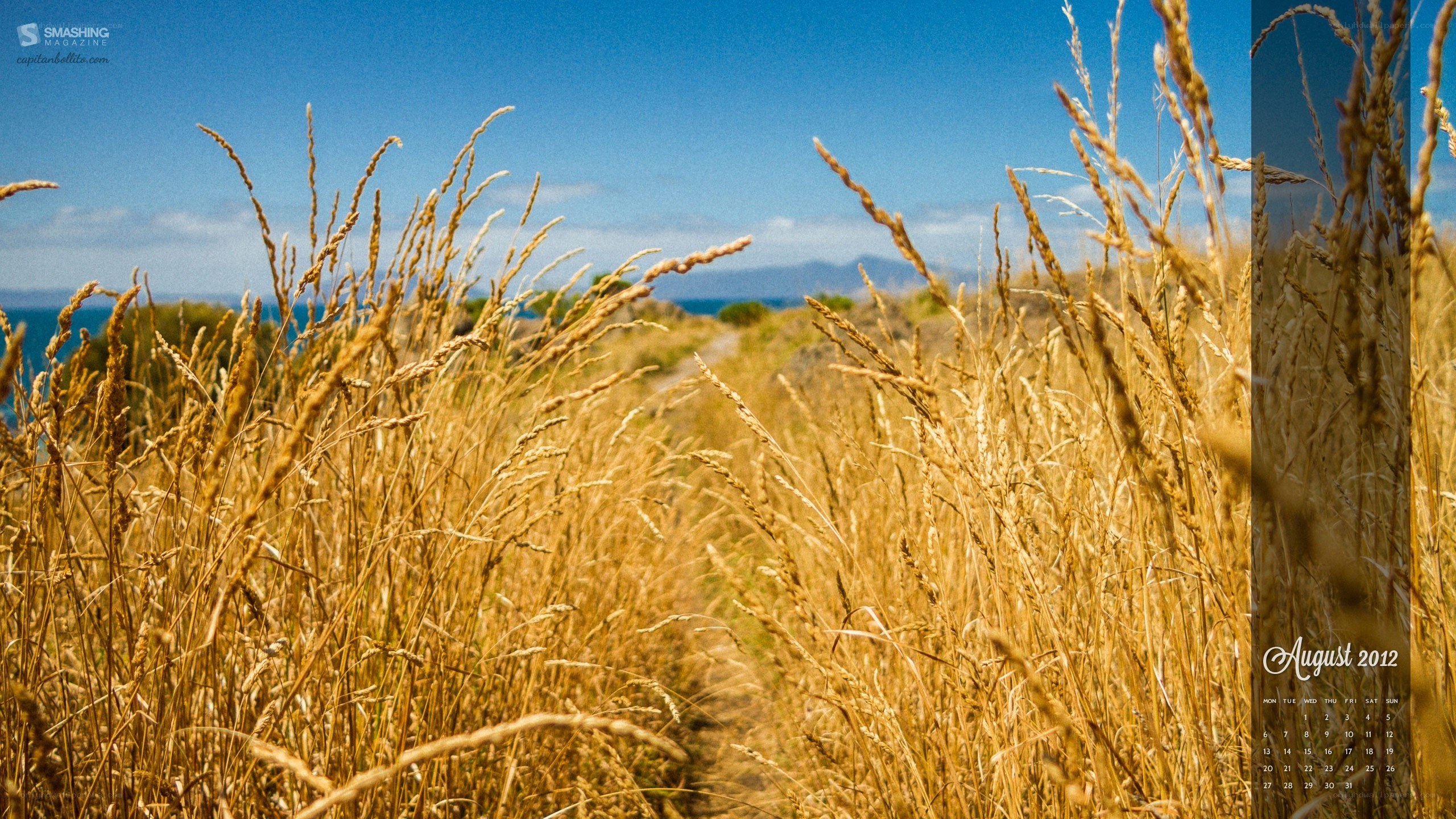 Golden grass field with ocean view