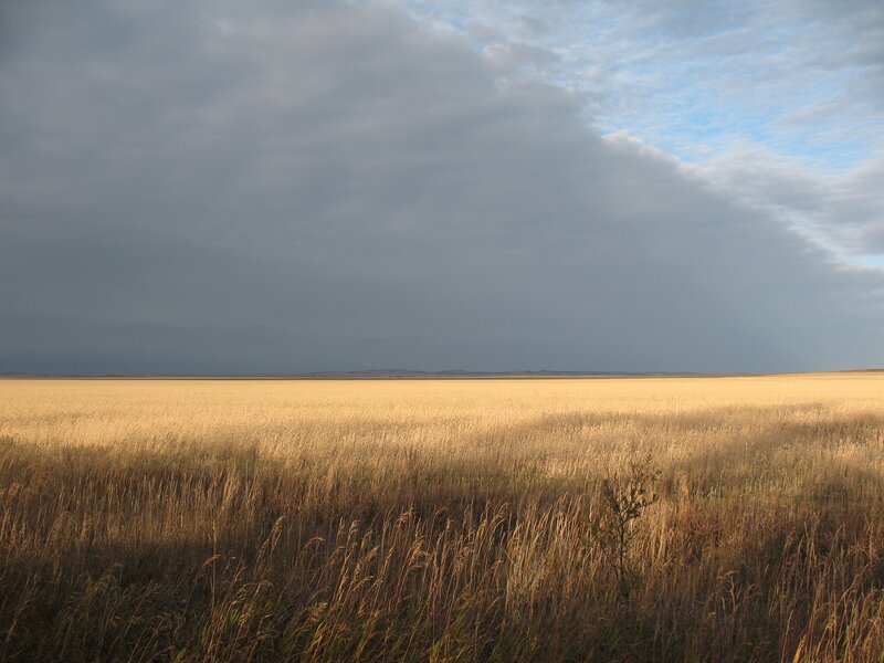 Golden Grass Field — Yellow, Dramatic