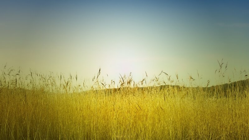 Golden Grass Field — Yellow, Serene, Sunset