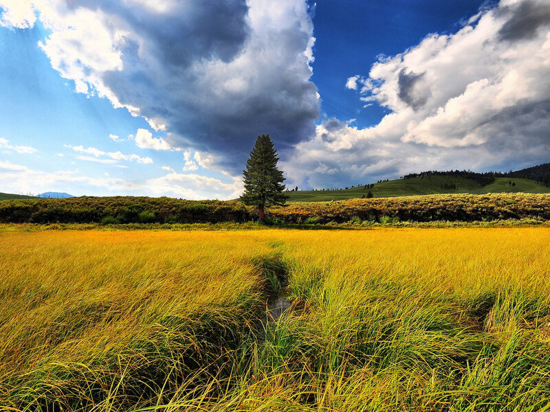 Golden Grass Field — Yellow