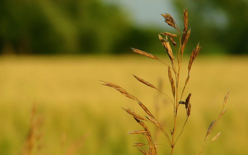 Golden grass in a field