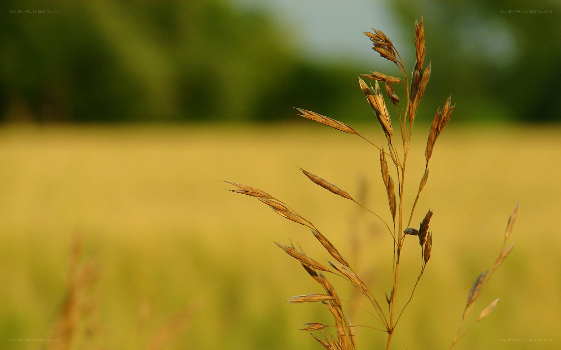 Golden grass in a field