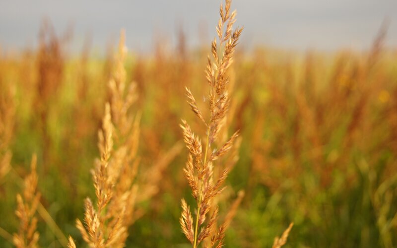 Golden grass in a field