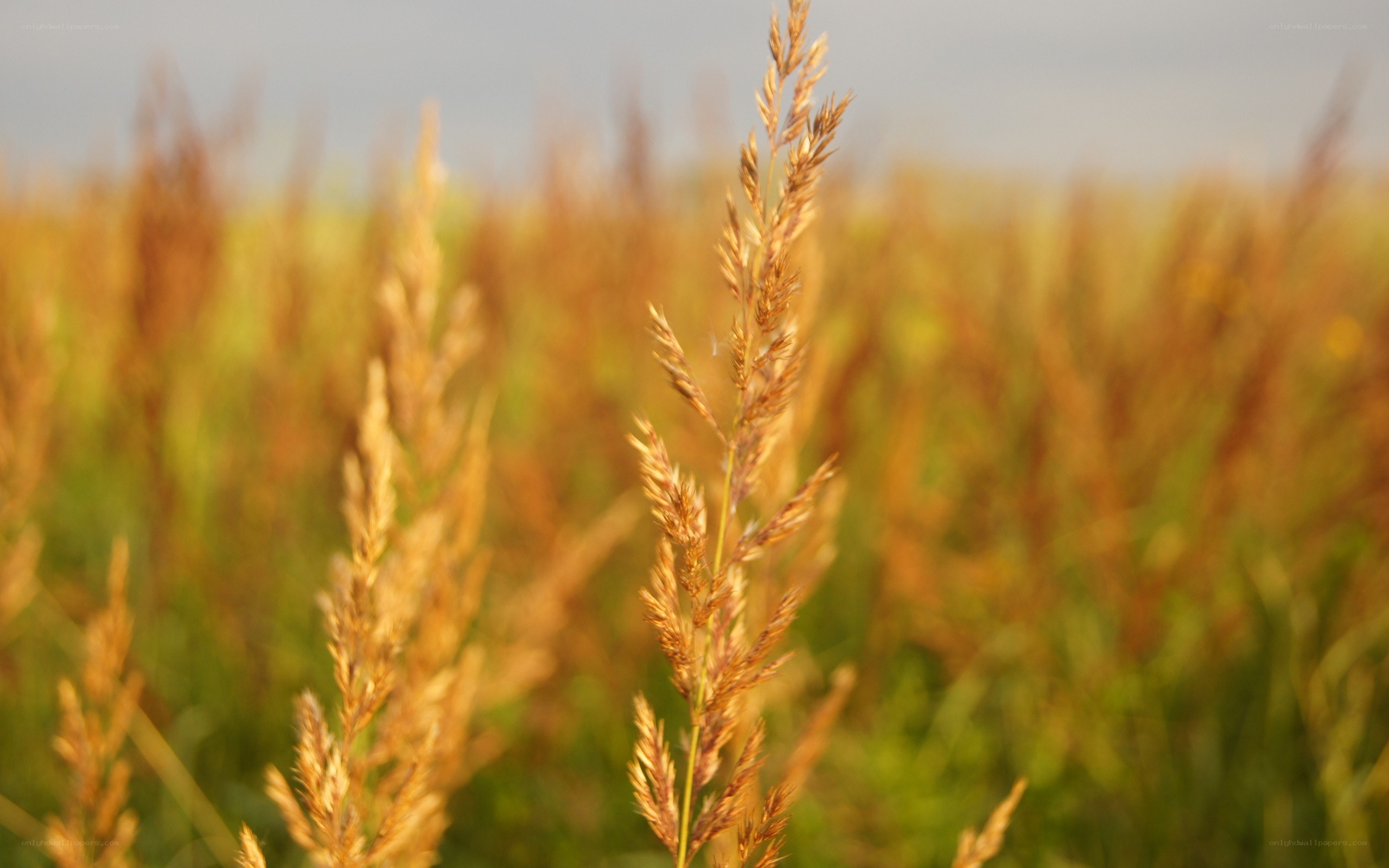 Golden grass in a field
