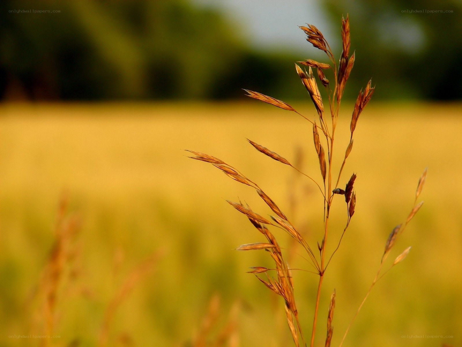 Golden grass in a field