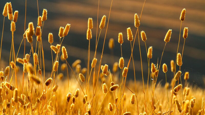 Golden Grass in Field — Gold, Serene, Sunset, Photograph, Sunlight, Brown