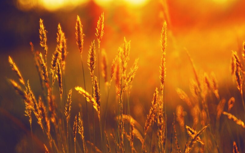 Golden Grass in Field — Gold