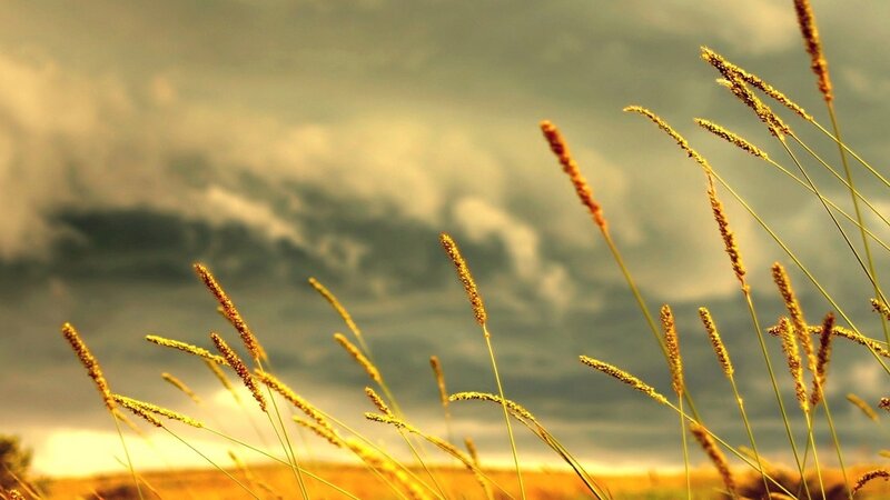 Golden Grass in Field