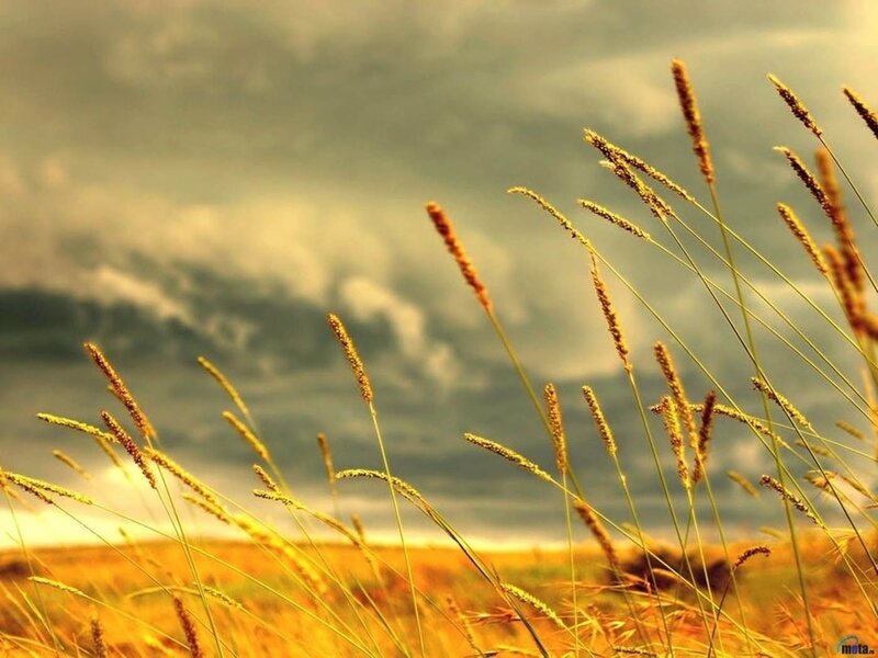 Golden Grass in Field — Yellow, Dramatic, Afternoon, Photograph, Sky, Clouds, Brown, Gray