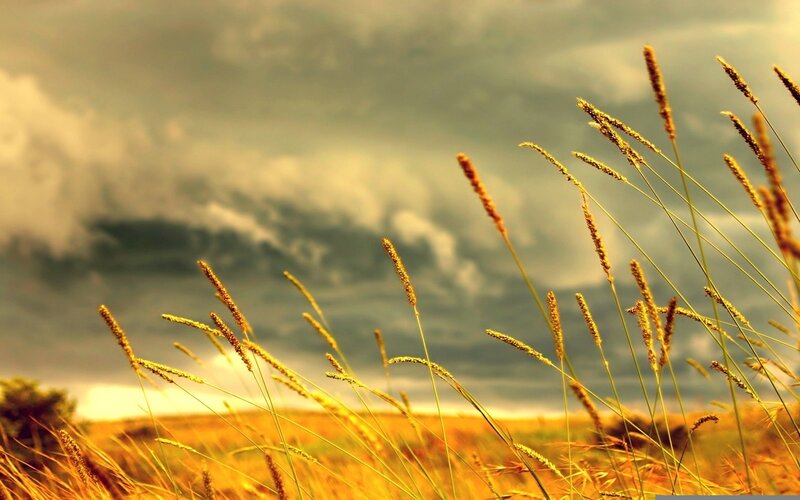 Golden Grass in Field — Yellow, Dramatic, Afternoon, Photograph, Sky, Clouds, Brown