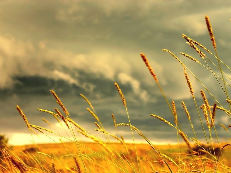 Golden Grass in Field — Yellow, Dramatic, Afternoon
