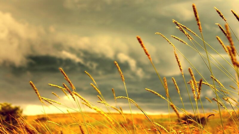 Golden Grass in Field — Yellow, Dramatic, Sunset