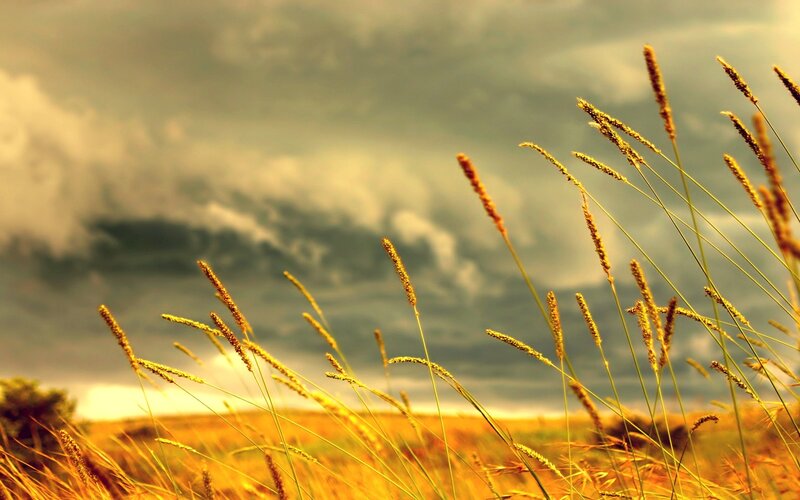 Golden Grass in Field — Yellow, Dramatic
