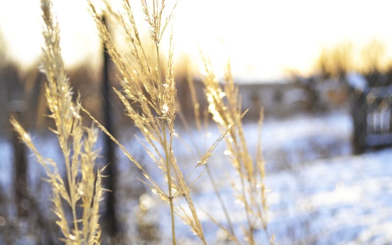 Golden Grass in Snow