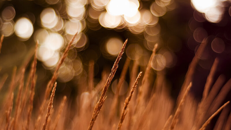 Golden grass in sunlight