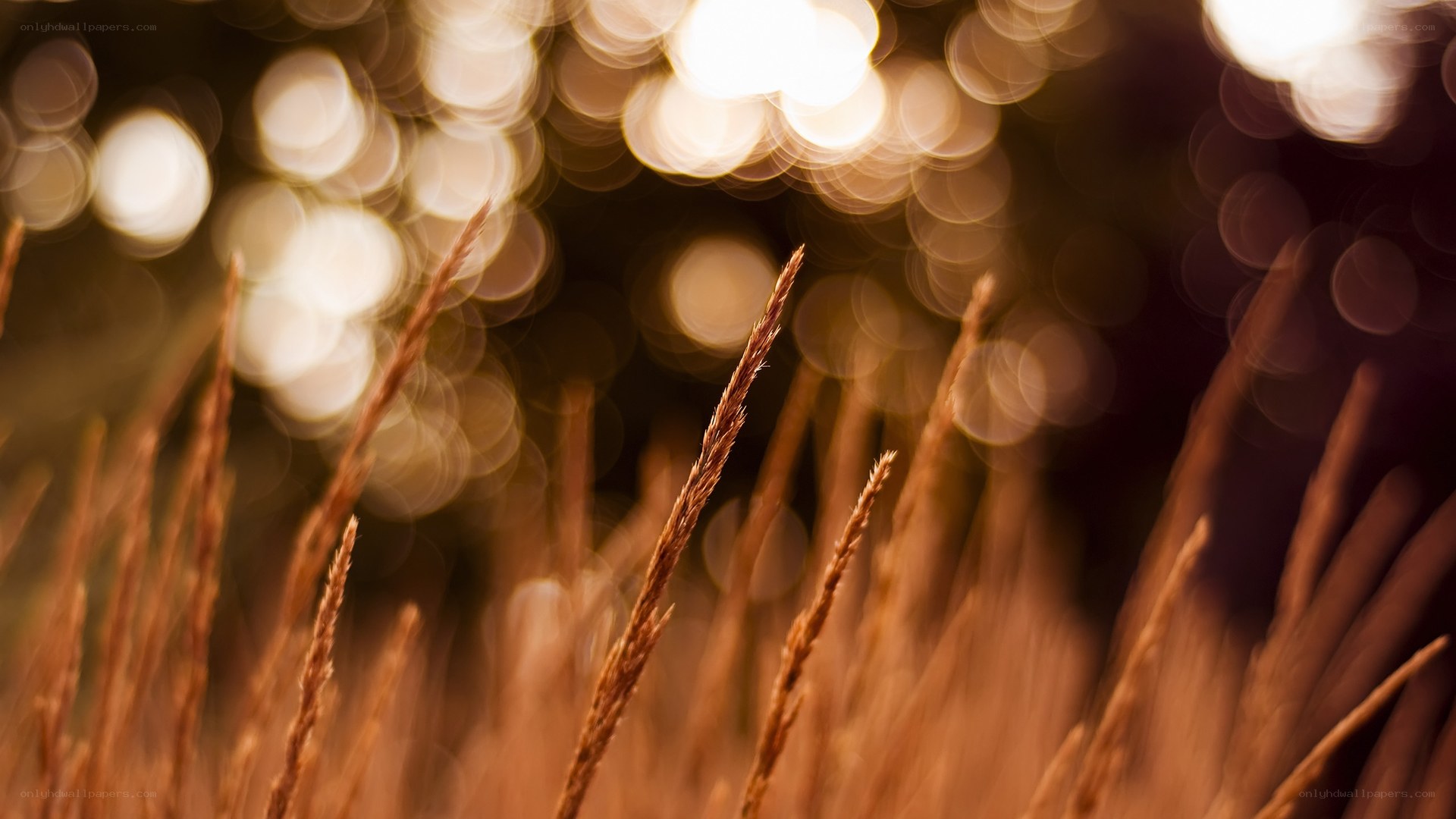Golden grass in sunlight