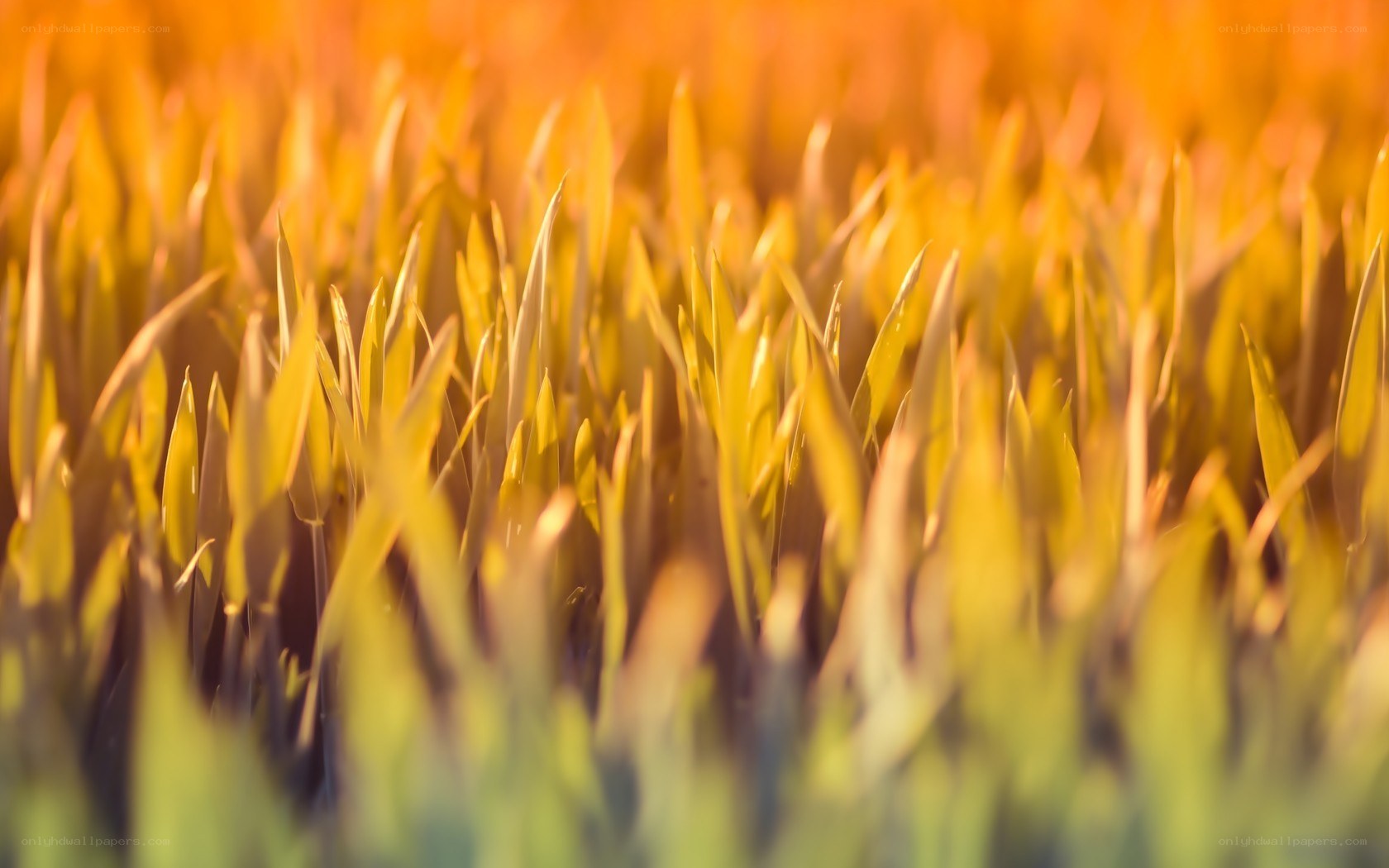 golden grass in sunlight