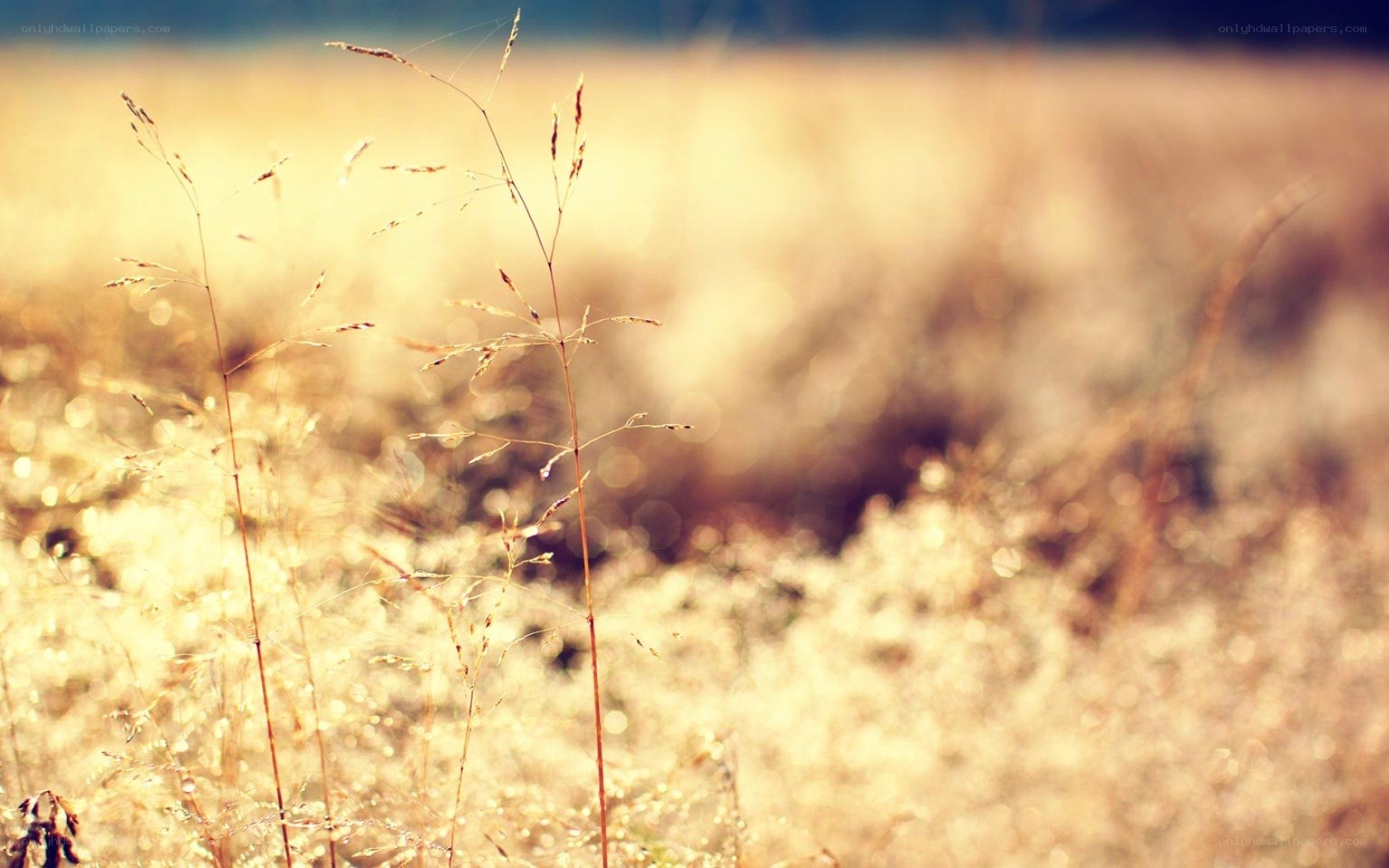 golden grass in sunlight