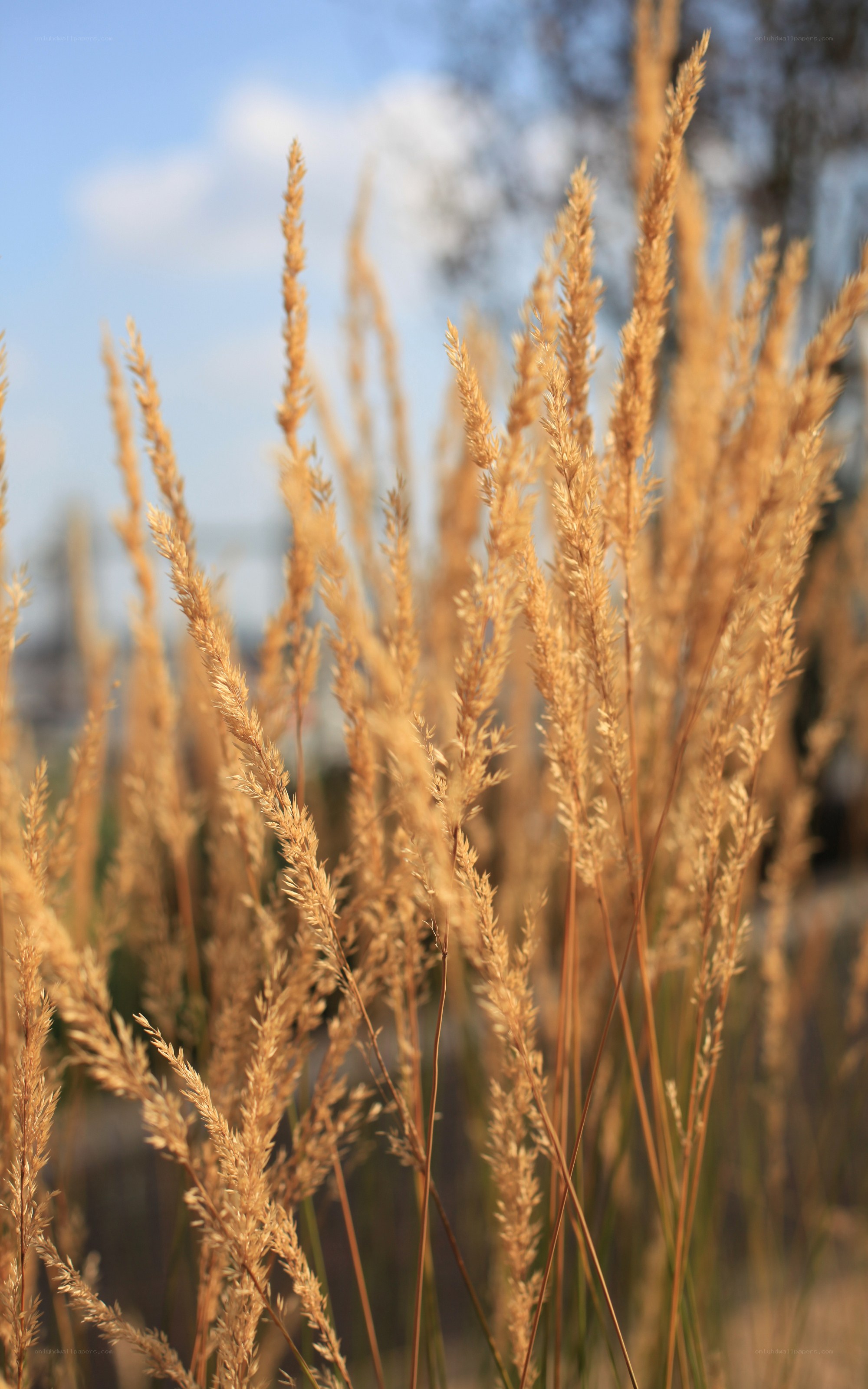 golden grass in sunlight