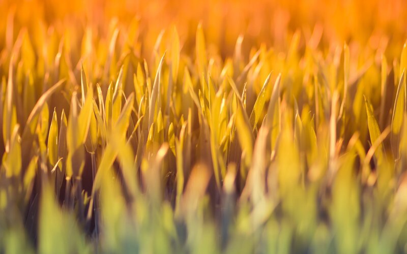 golden grass in sunlight