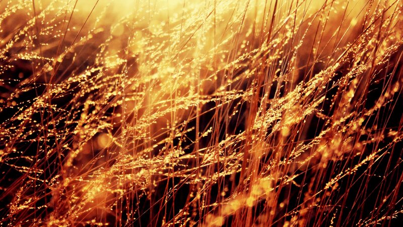 Golden grass in sunlight
