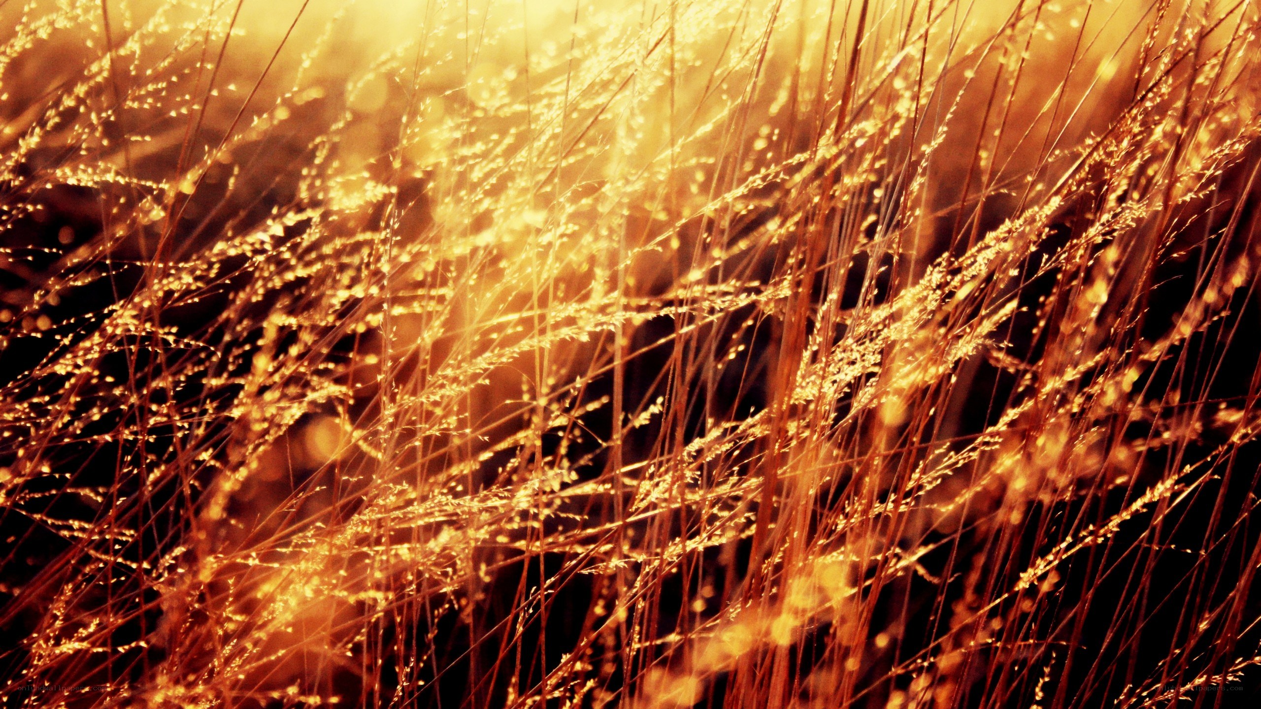 Golden grass in sunlight