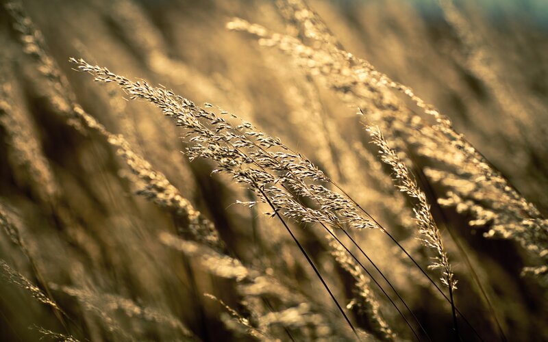 golden grass in sunlight