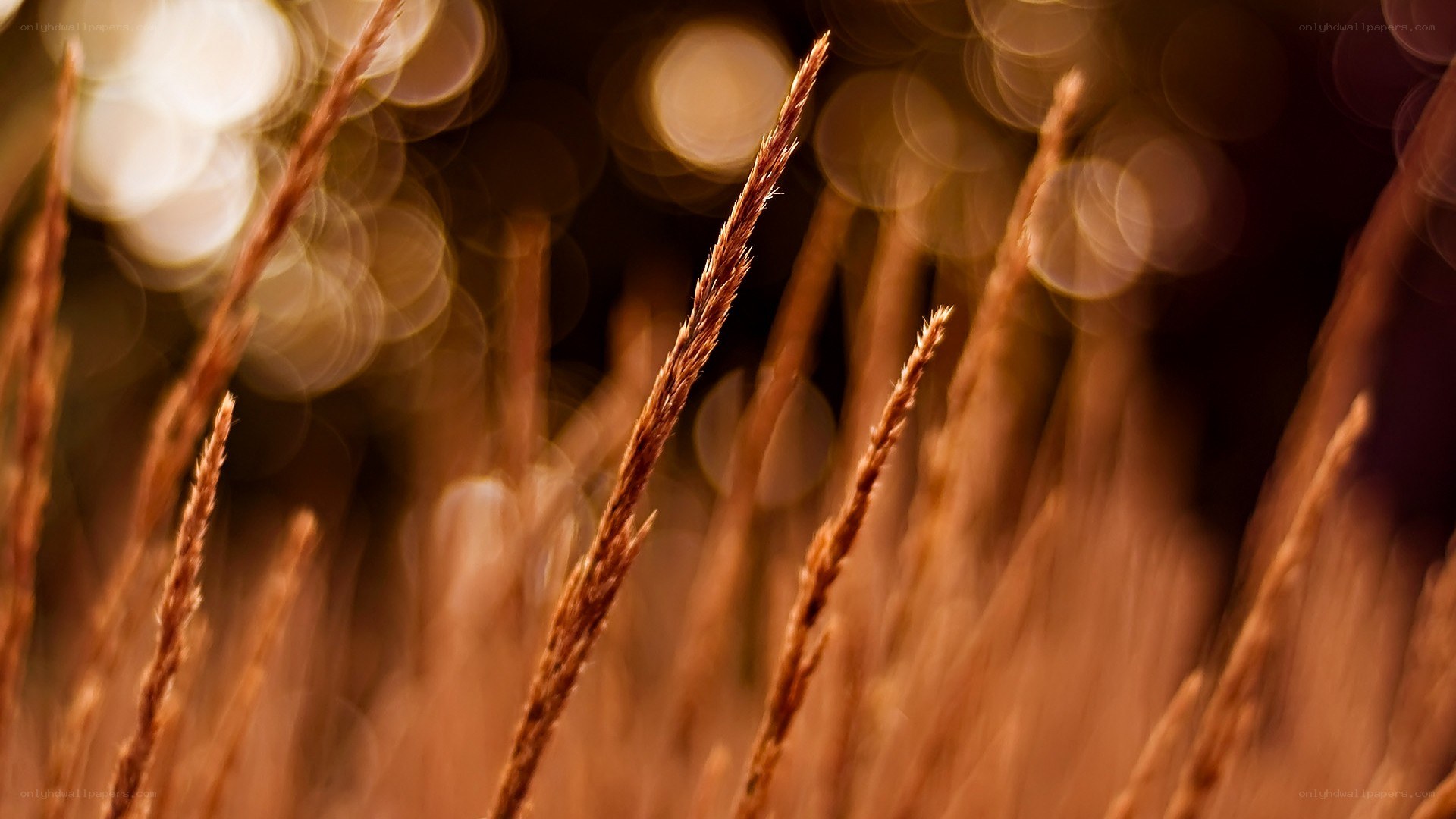golden grass in sunlight
