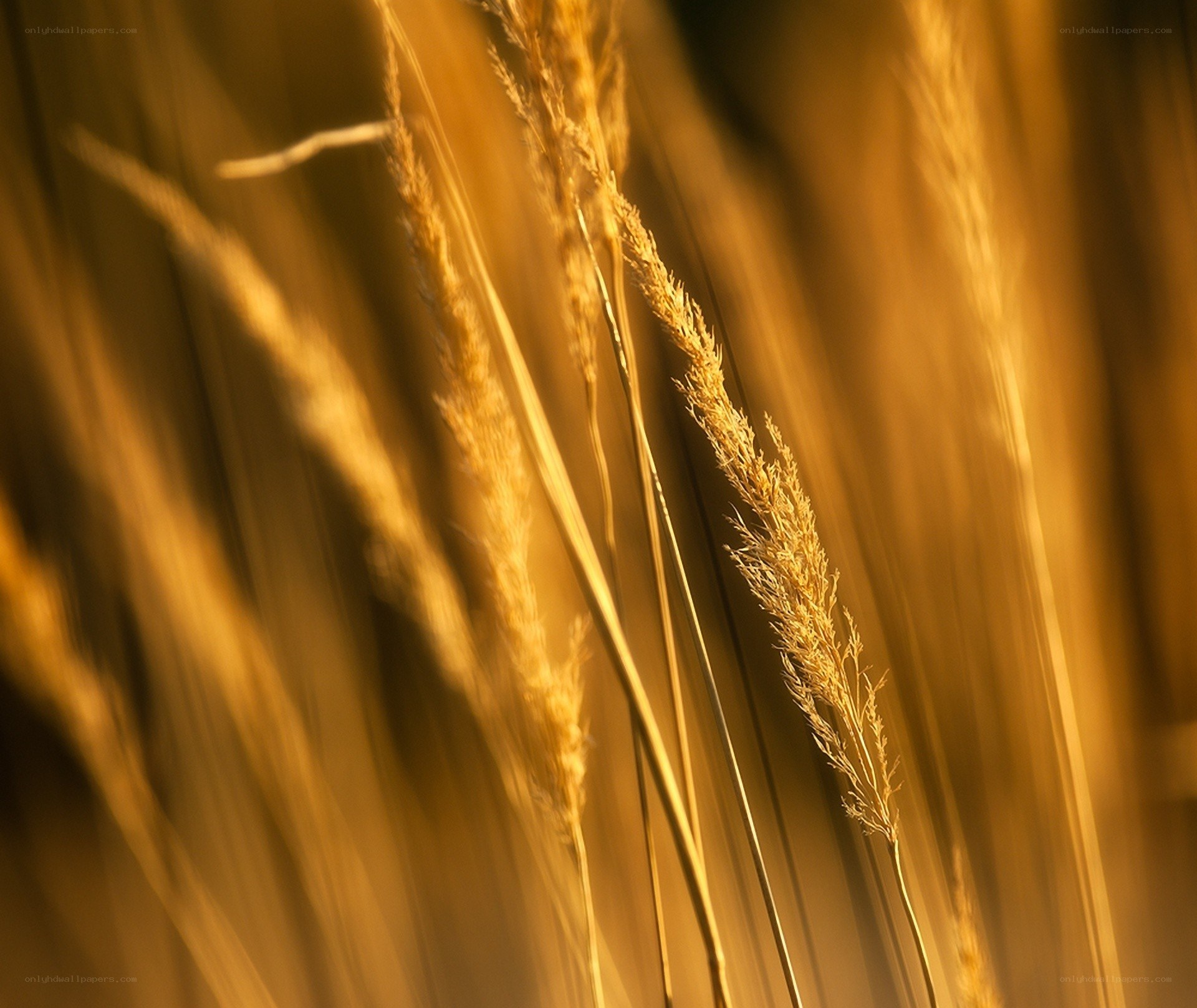 Golden grass in sunlight