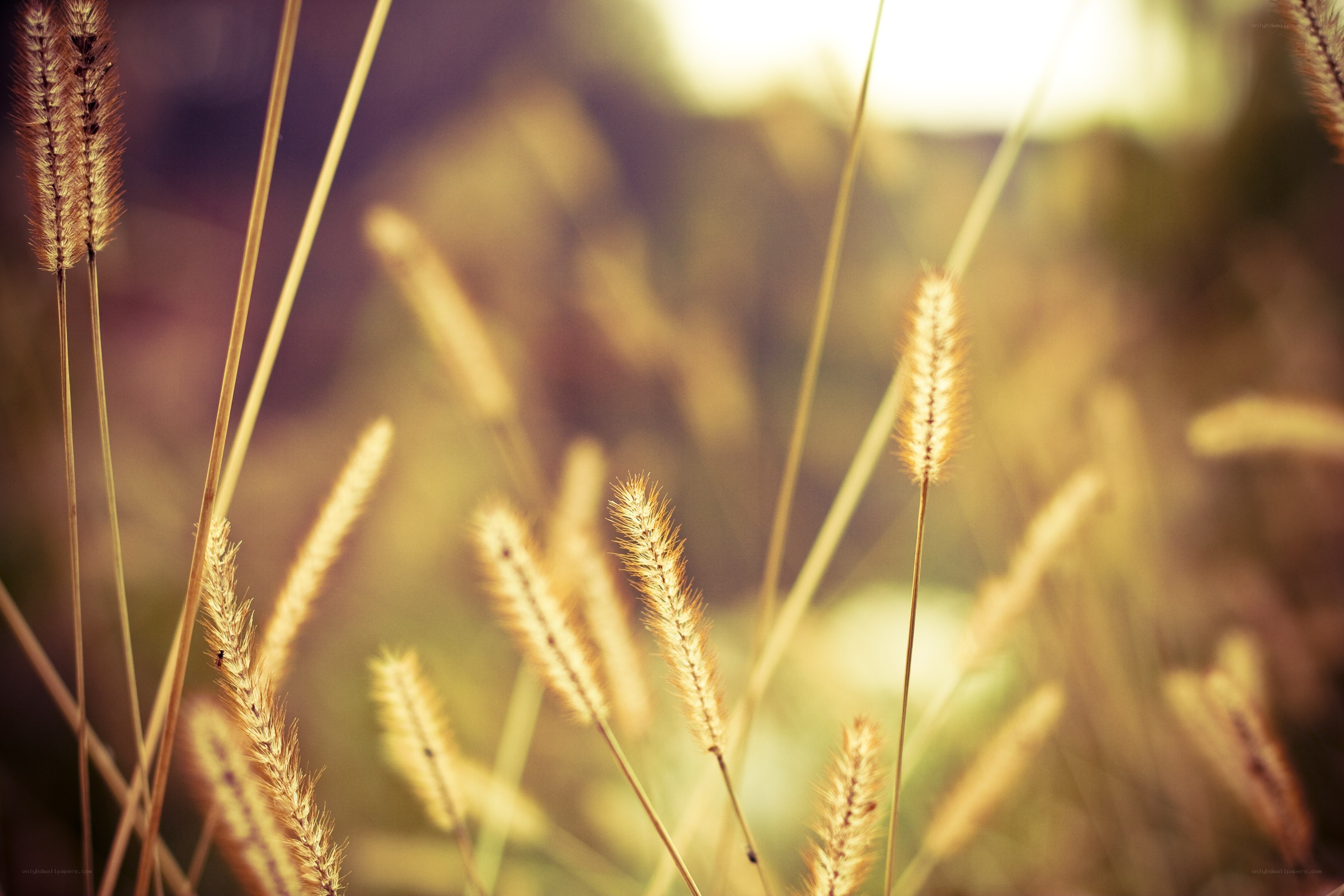 Golden grass in sunlight