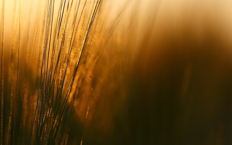 golden grass in sunlight