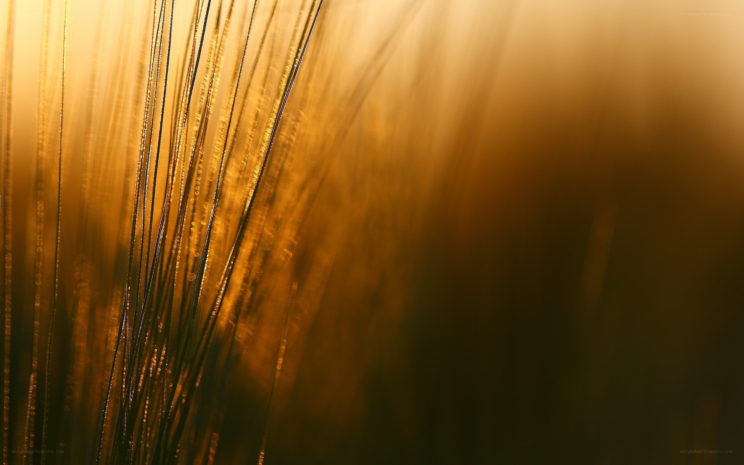golden grass in sunlight