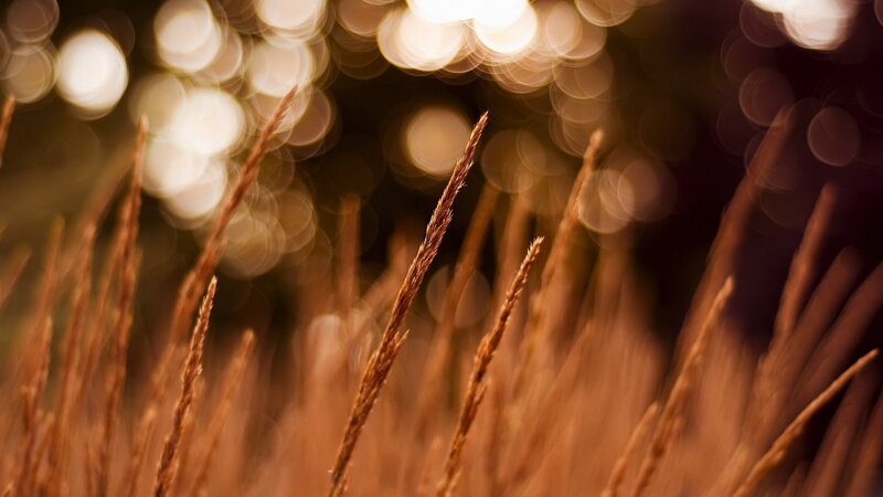 Golden grass in sunlight