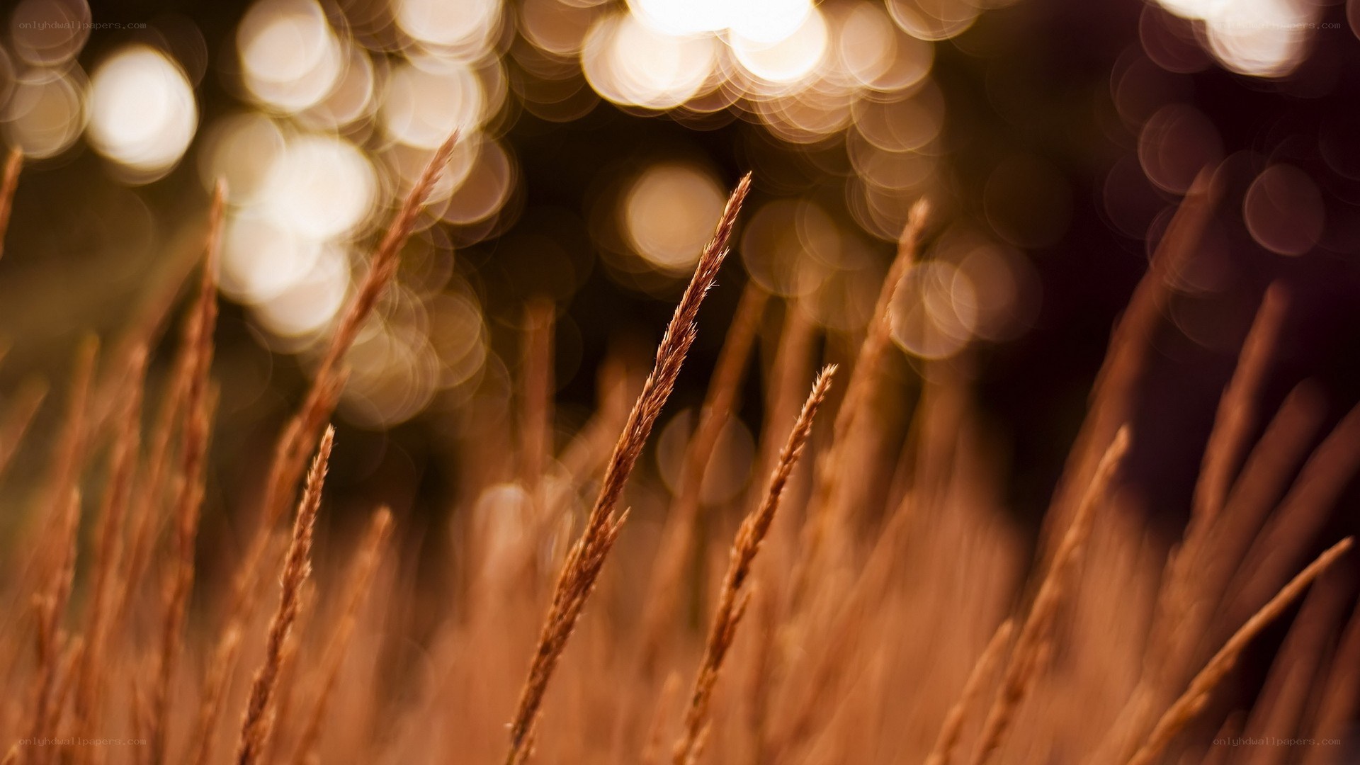 Golden grass in sunlight