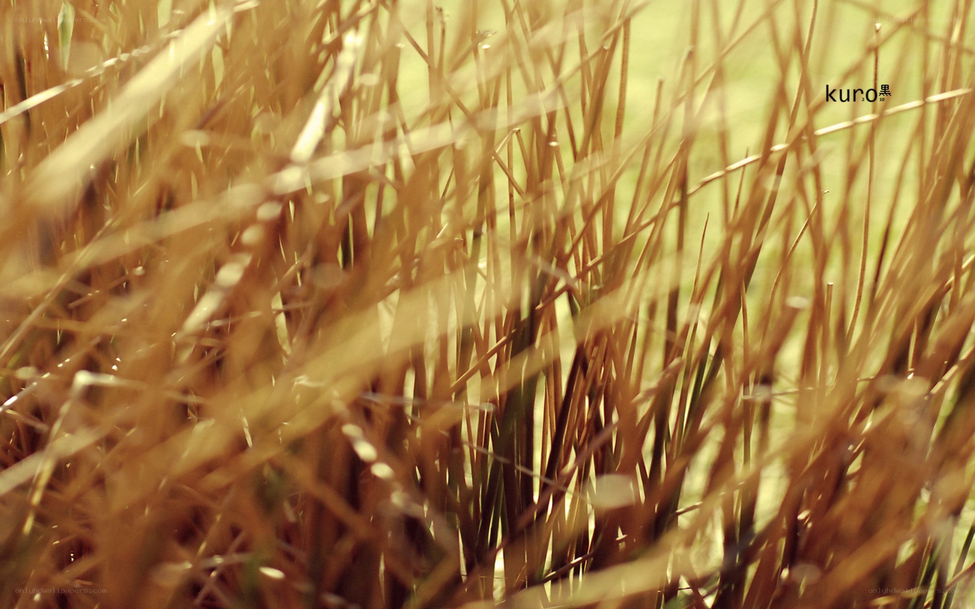 golden grass in sunlight