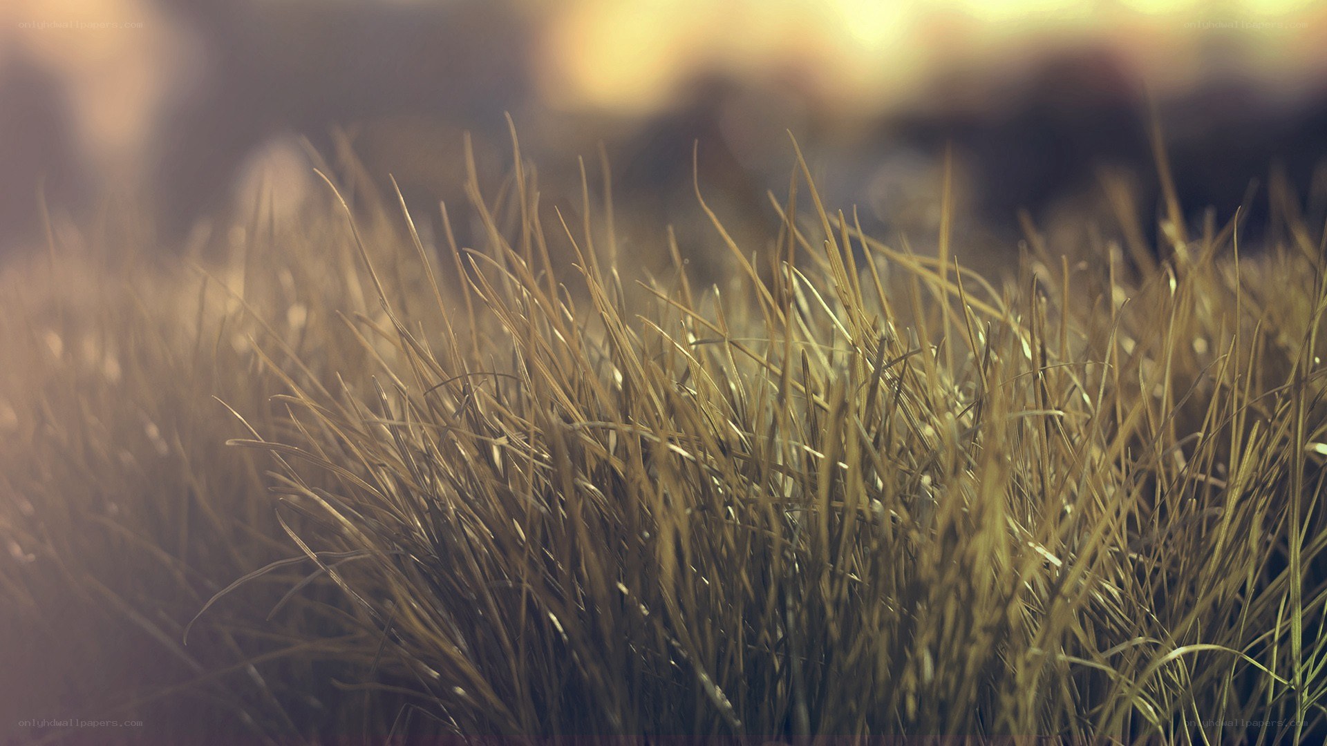 golden grass in sunlight