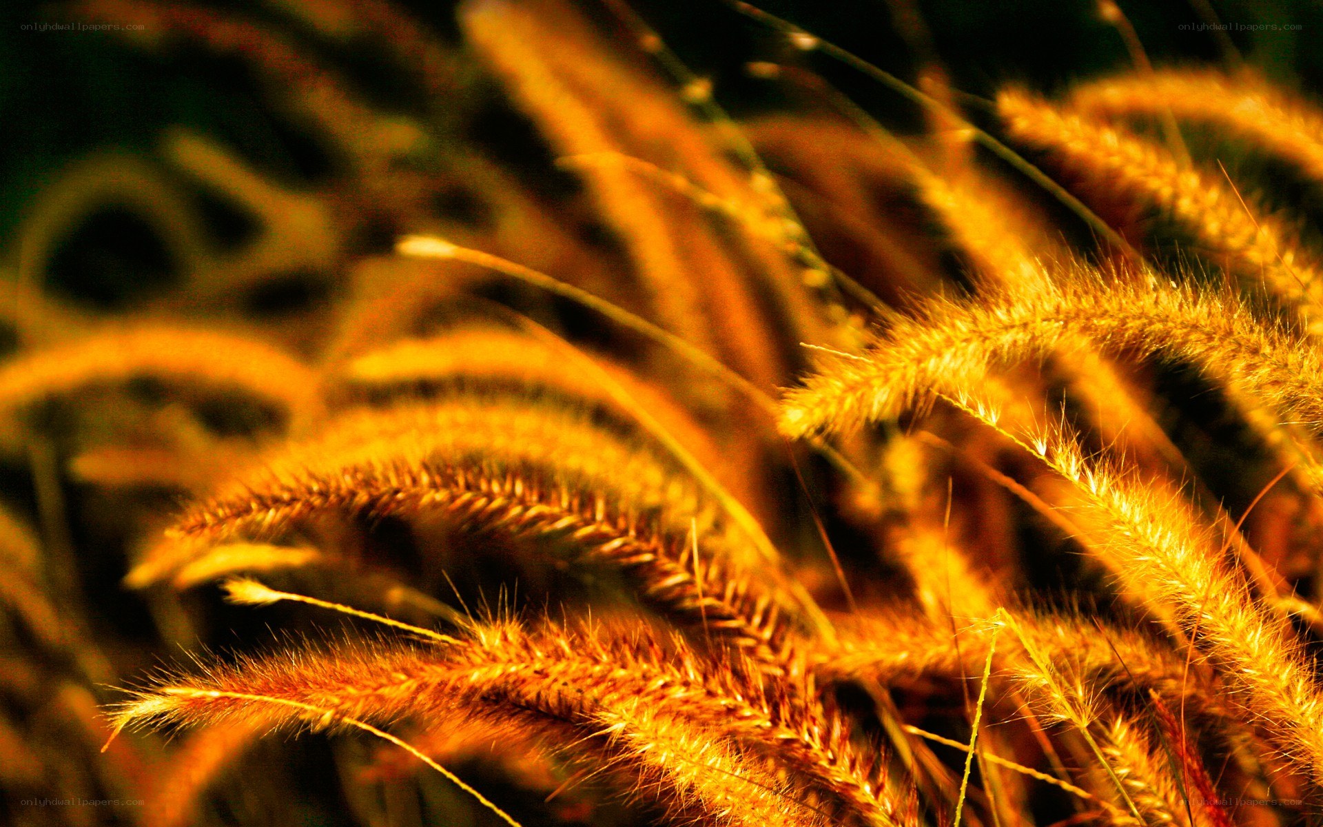 golden grass in sunlight