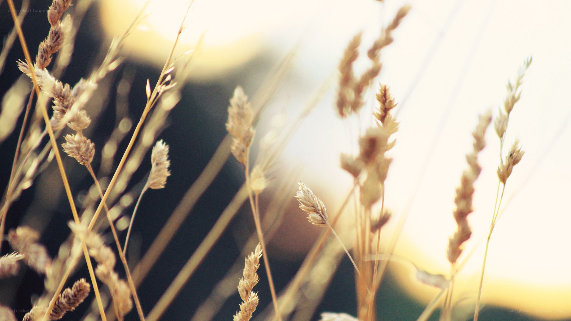 golden grass in sunlight