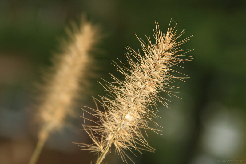 Golden grass in sunlight