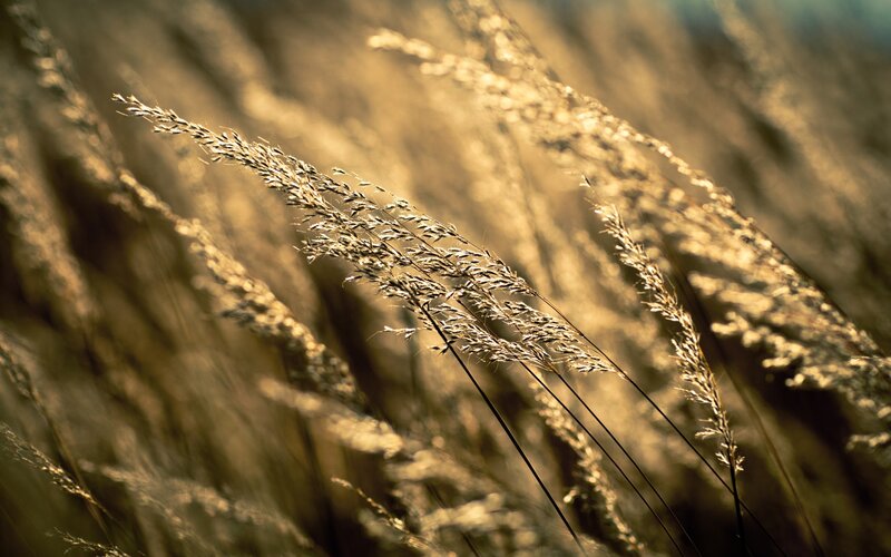 golden grass in sunlight