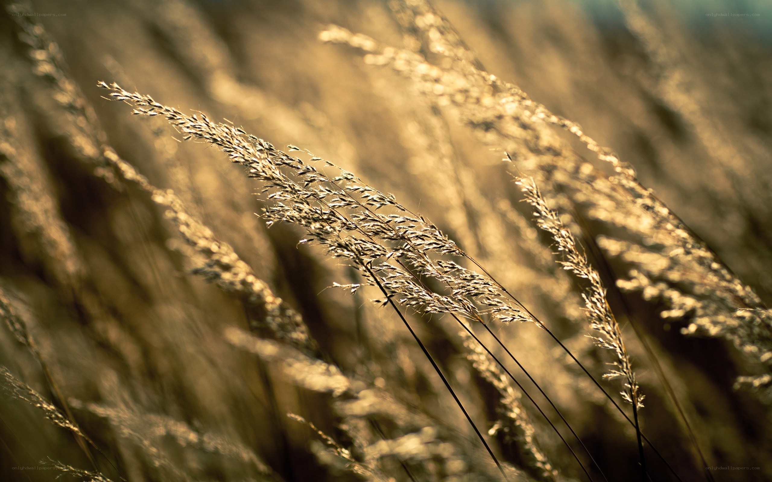golden grass in sunlight