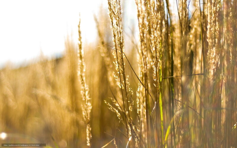 Golden grass in sunlight