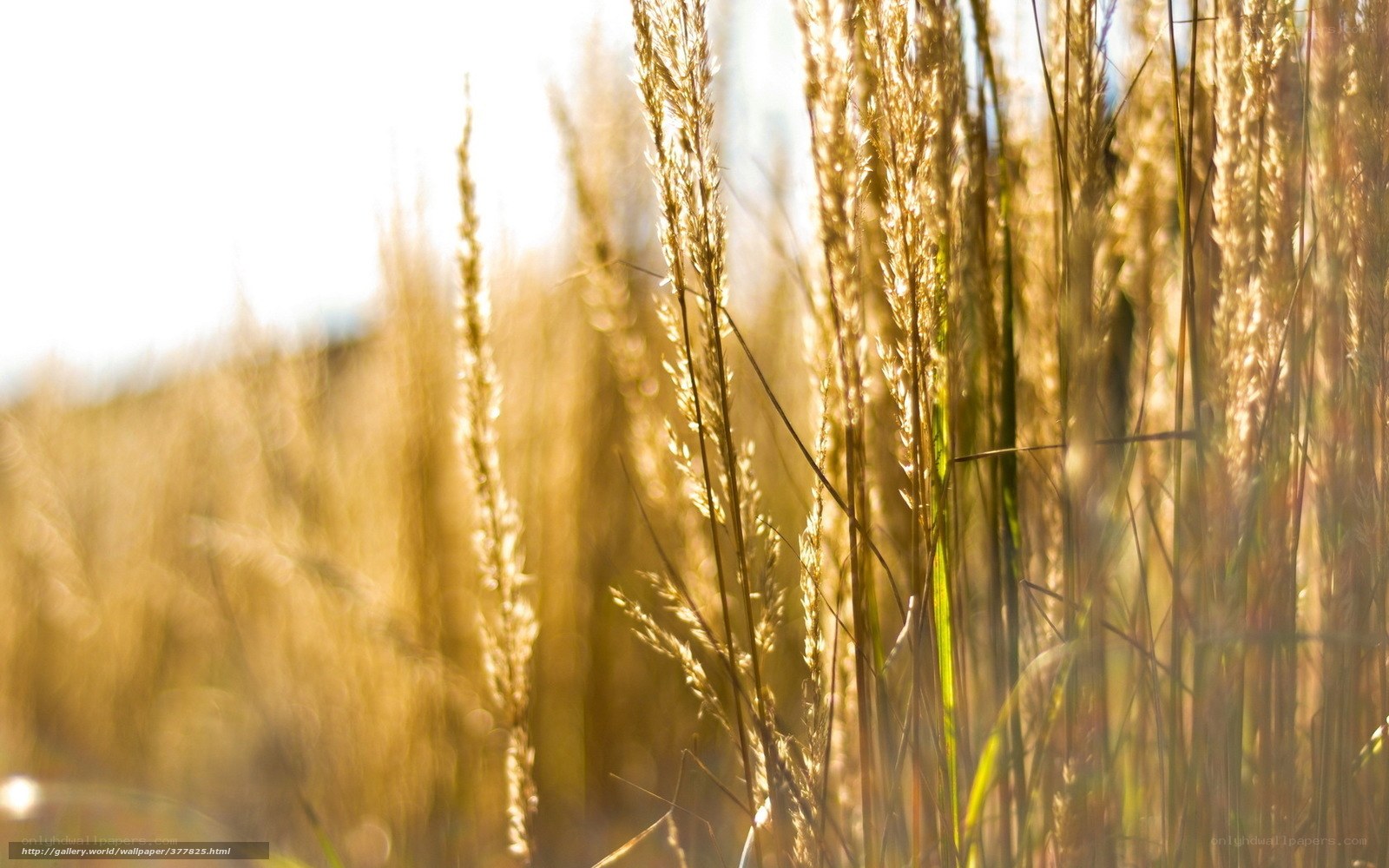 Golden grass in sunlight