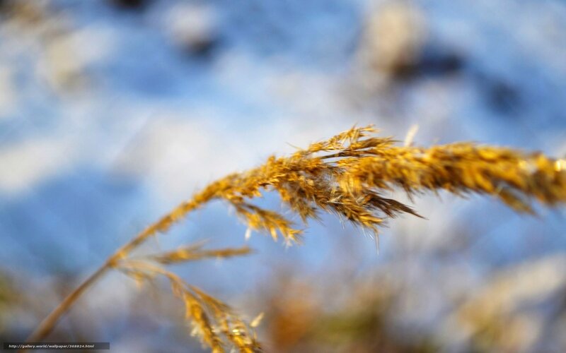 Golden Grass in Sunlight — Gold, Serene, Afternoon