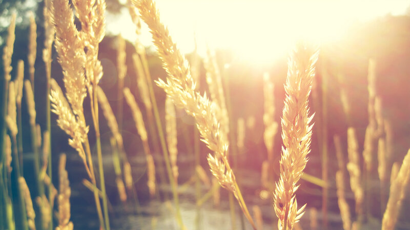 Golden Grass in Sunlight — Gold, Serene, Sunset, Photograph, Field, Sky