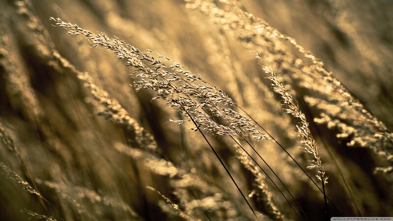 Golden Grass in Sunlight — Gold, Serene, Sunset, Photograph, Field